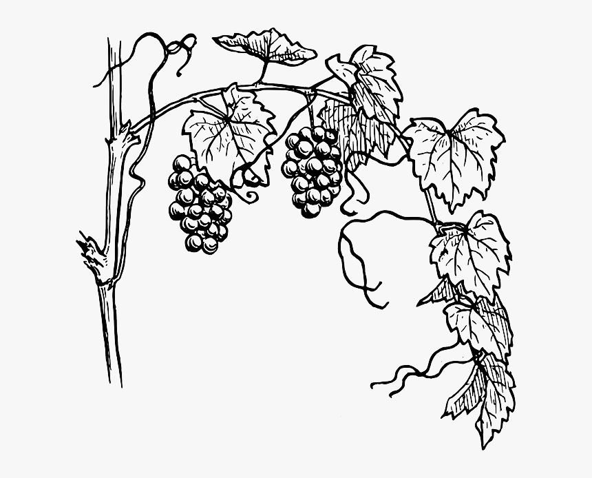 Grapes Tree Drawing Easy, HD Png Download, Free Download