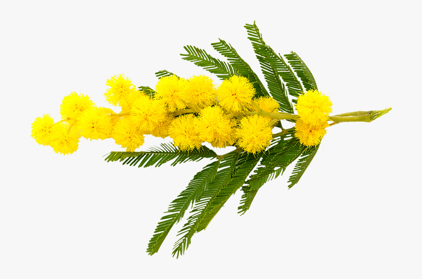 Senegalia Senegal Or Gum Acacia - Branche De Mimosa, HD Png Download, Free Download