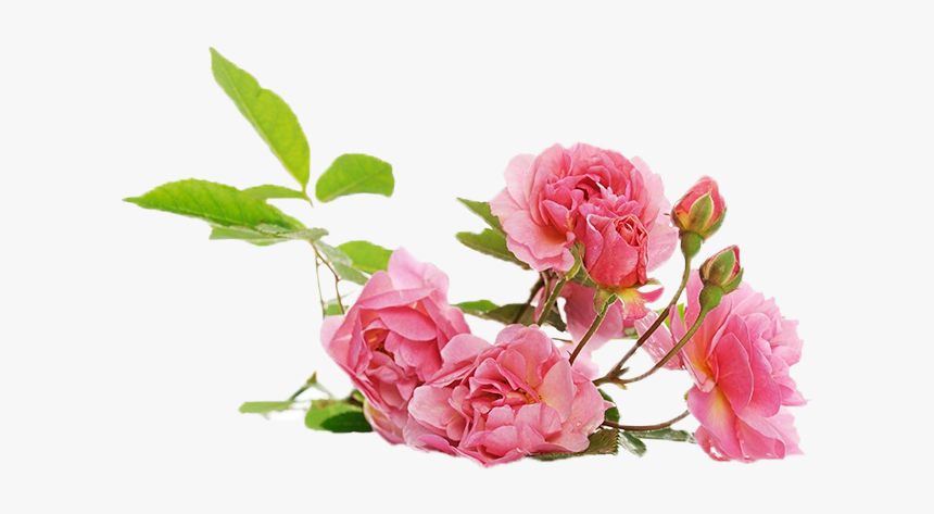 Damask Rose Dior, HD Png Download, Free Download