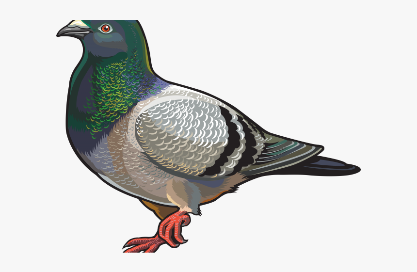 Pigeon Png Transparent Images - Pigeons Clipart Transparent, Png Download, Free Download