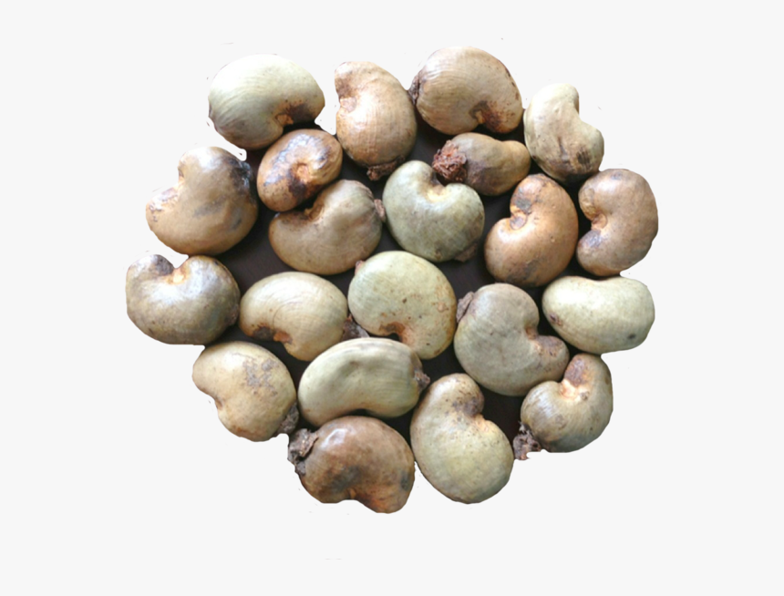 Raw Cashew Nut Png, Transparent Png, Free Download