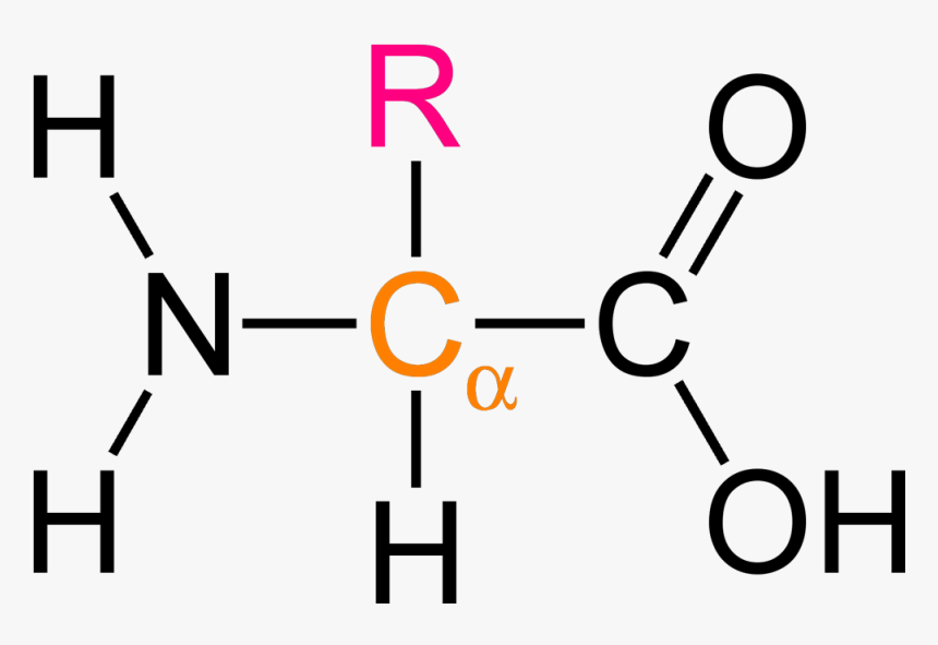 Amino Acid Structure Png Image - Alpha Amino Acid General Formula, Transparent Png, Free Download