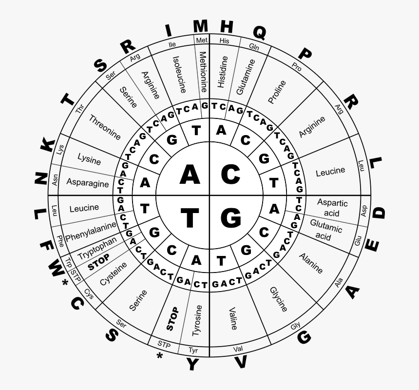 Rna Genetic Code, HD Png Download, Free Download