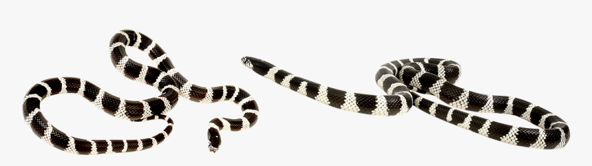 Camo Png, Transparent Png, Free Download