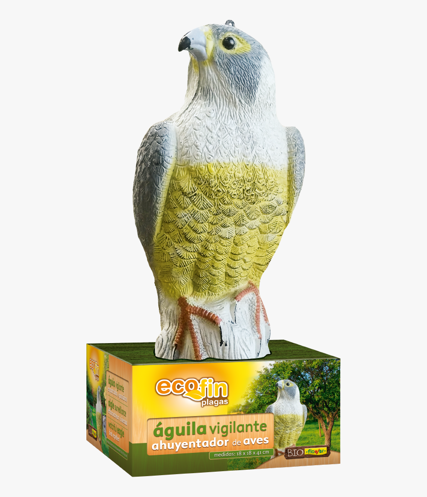 Cockatiel, HD Png Download, Free Download