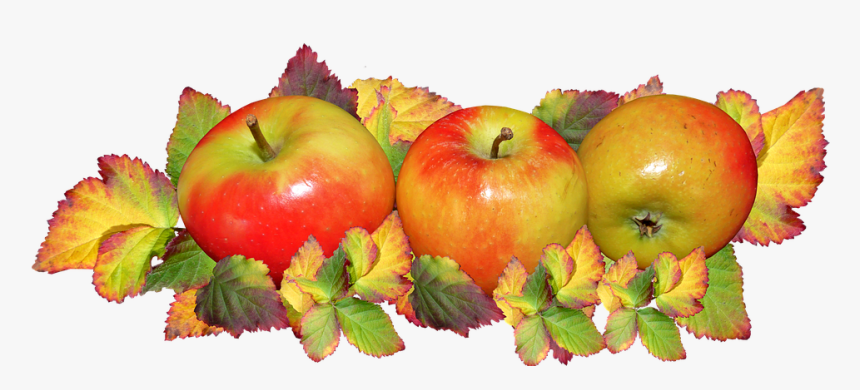 Fruit, Apples, Autumn, Leaves, Food, Harvest Festival - Apples And Fall Leaves, HD Png Download, Free Download