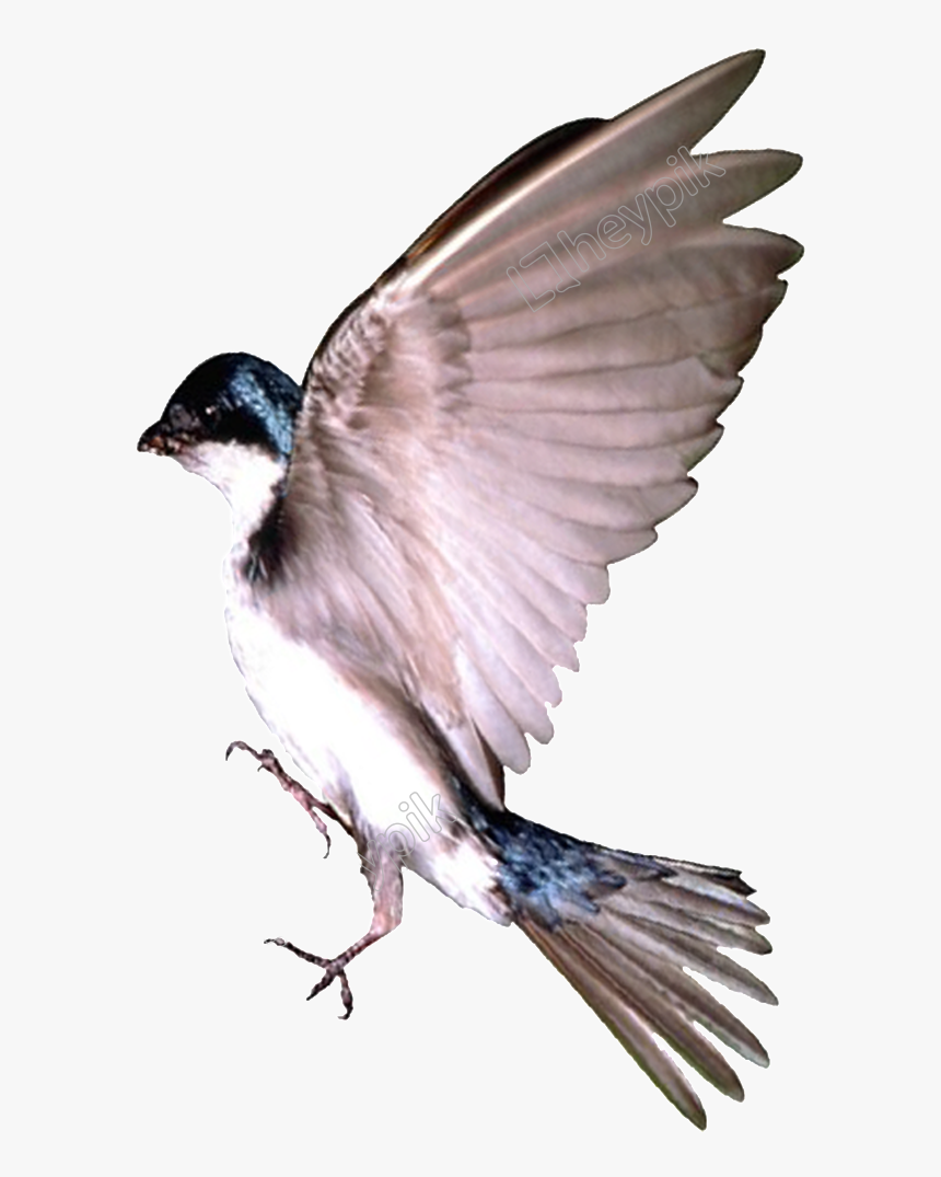 Junco, HD Png Download, Free Download