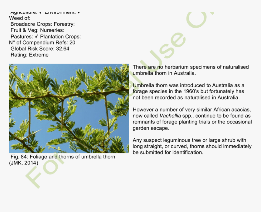 Habit And Habitat Of Umbrella Thorn - Pond Pine, HD Png Download, Free Download
