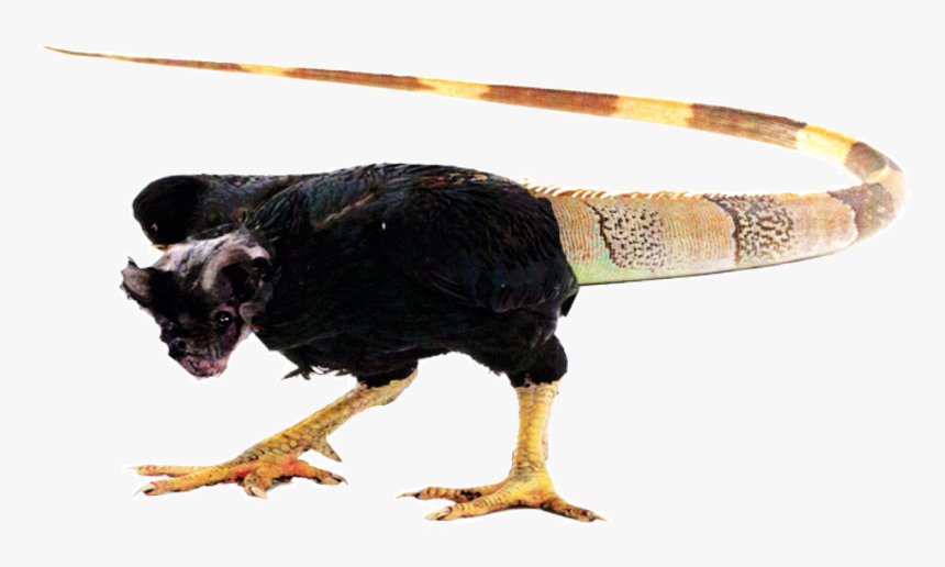 Chicken, HD Png Download, Free Download