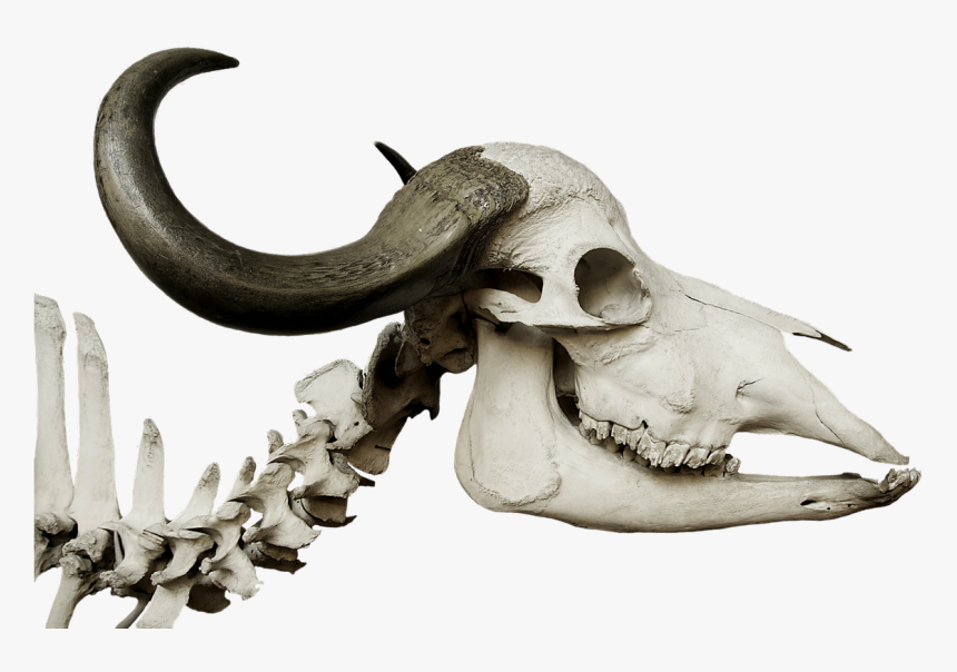 Stone Age Animal Skulls, HD Png Download, Free Download