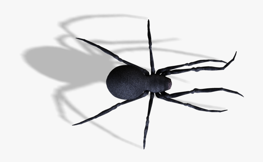 Spider , Png Download - Mosquito, Transparent Png, Free Download