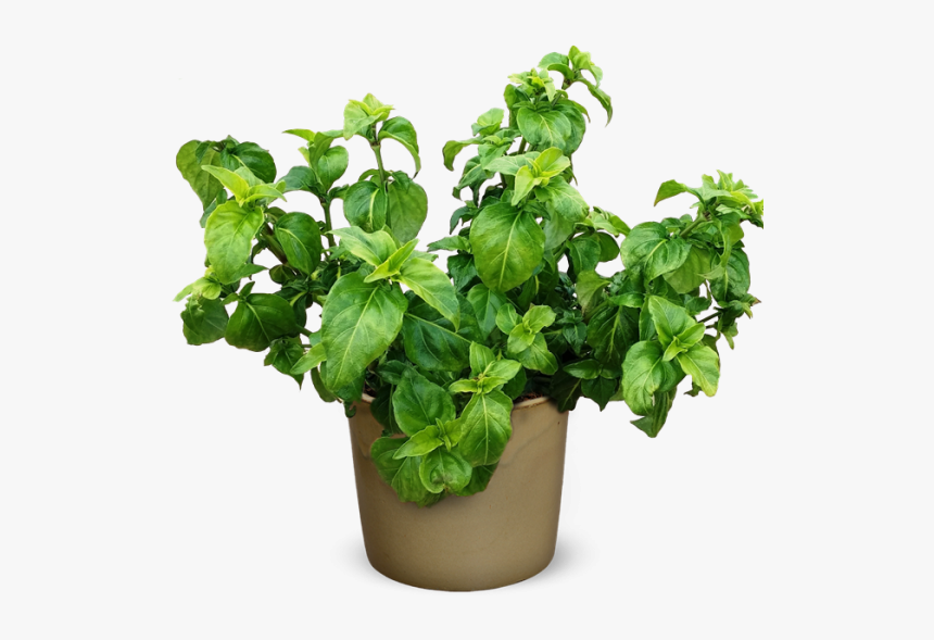 Mint Plant Png, Transparent Png, Free Download