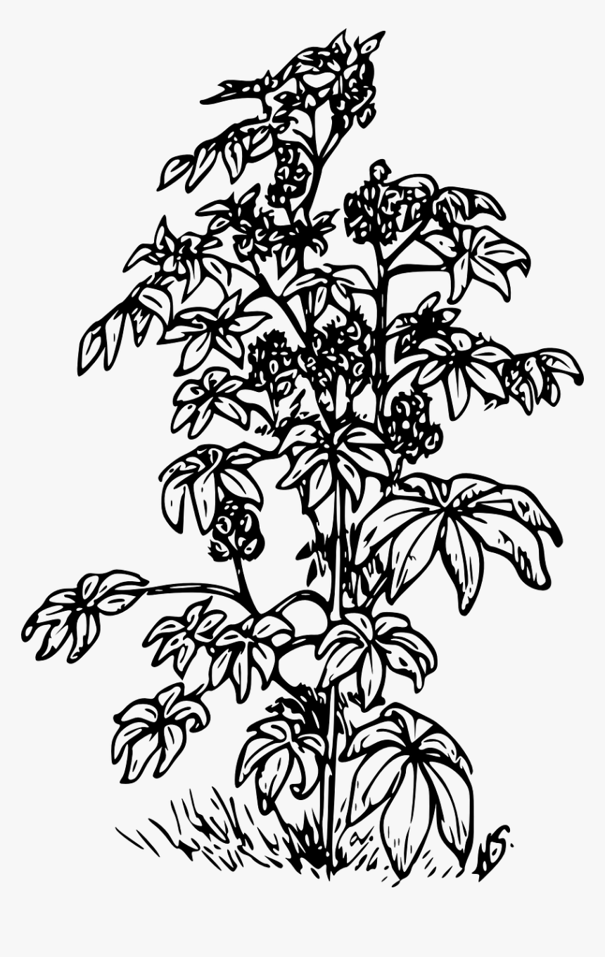 Herbs Png, Transparent Png, Free Download