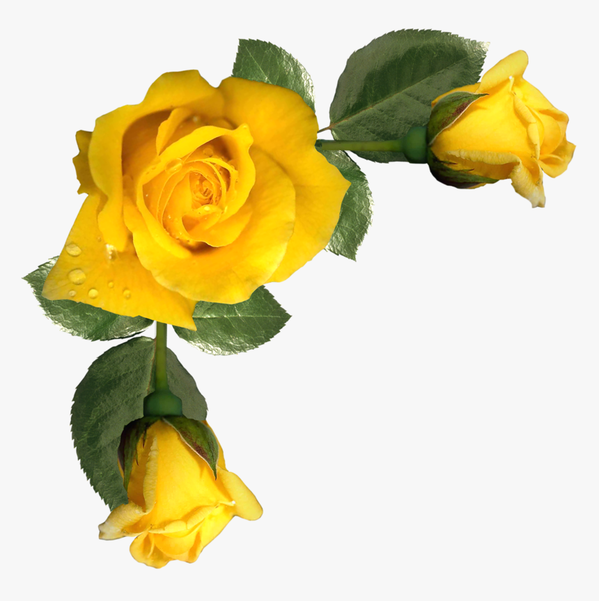 Фото, Автор K - Frame Yellow Rose Border, HD Png Download, Free Download