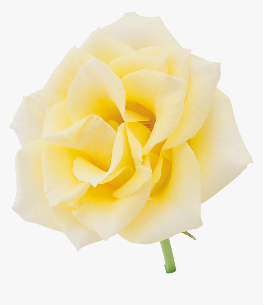 Picture Suggestion For Yellow Rose Png - Floribunda, Transparent Png, Free Download