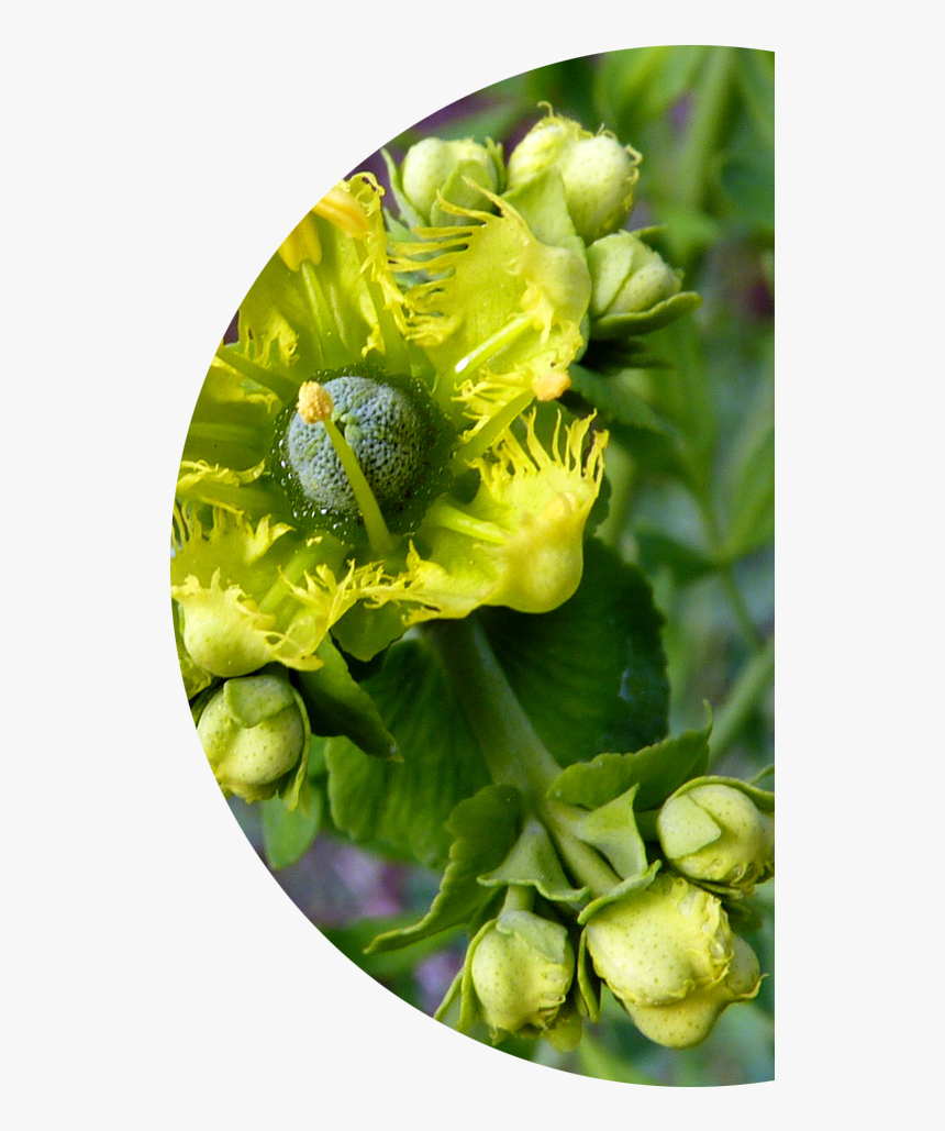 Bitter-herbs - Bud, HD Png Download, Free Download