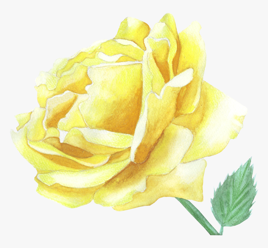 Yellow Rose From My Garden - Garden Roses, HD Png Download, Free Download