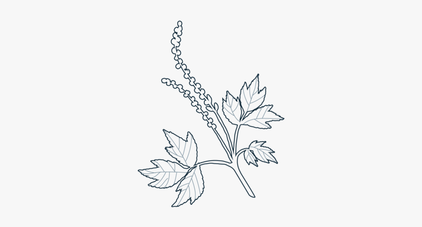 Dr Elise Schroeder Homepage Icons Dr Elise Schroeder - Line Art, HD Png Download, Free Download