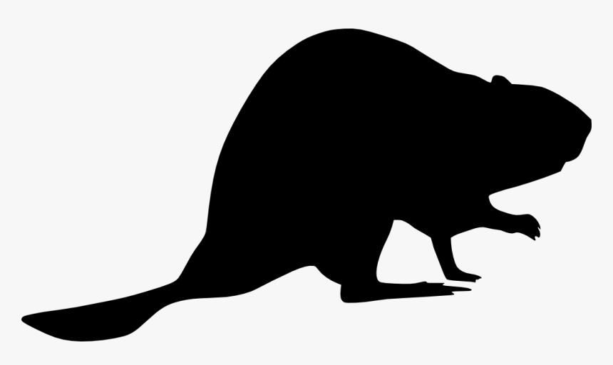 Kangaroo, HD Png Download, Free Download