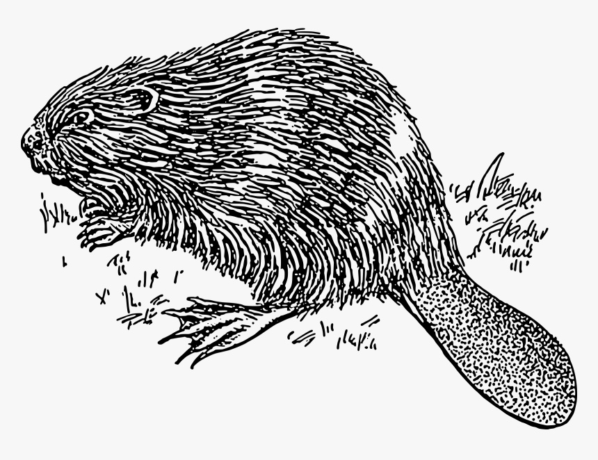 Beaver 1 Clip Arts - Beaver Images Black And White, HD Png Download, Free Download