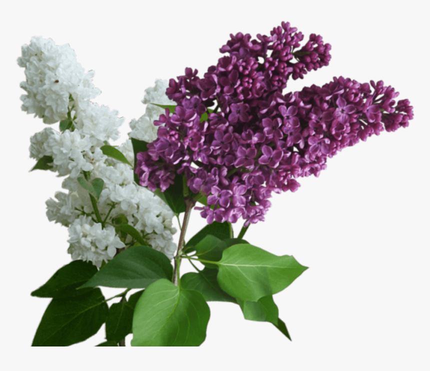 Lilac Png - Картинка Сирень, Transparent Png, Free Download