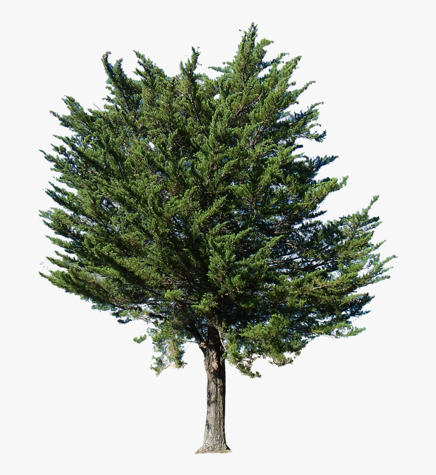 Pine Tree Png, Transparent Png, Free Download