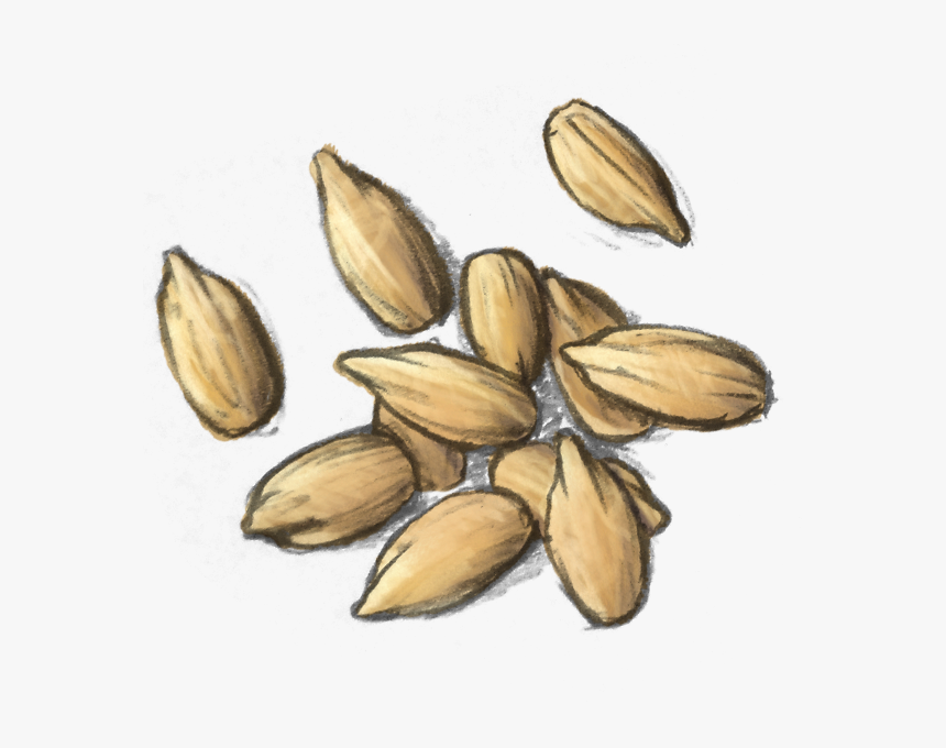 Transparent Sunflower Seeds Png - Iris, Png Download, Free Download