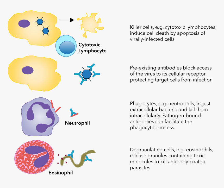 Different Killing Strategies Are In Place For Fighting, HD Png Download, Free Download