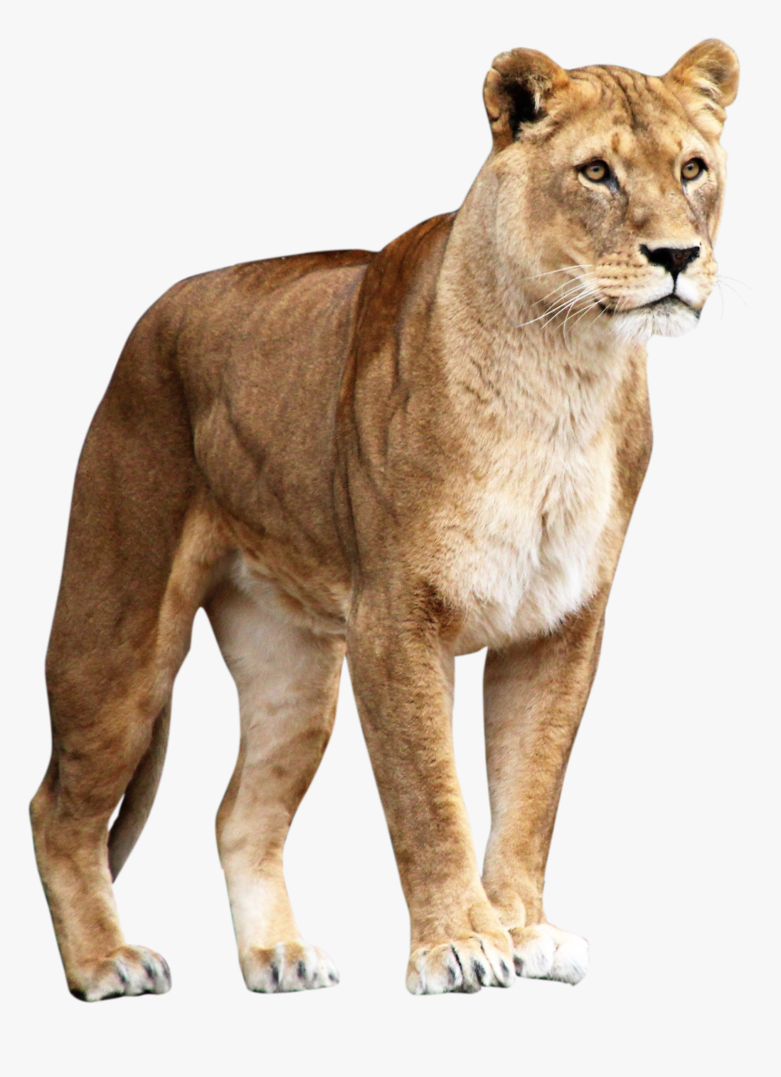 Lion, HD Png Download, Free Download