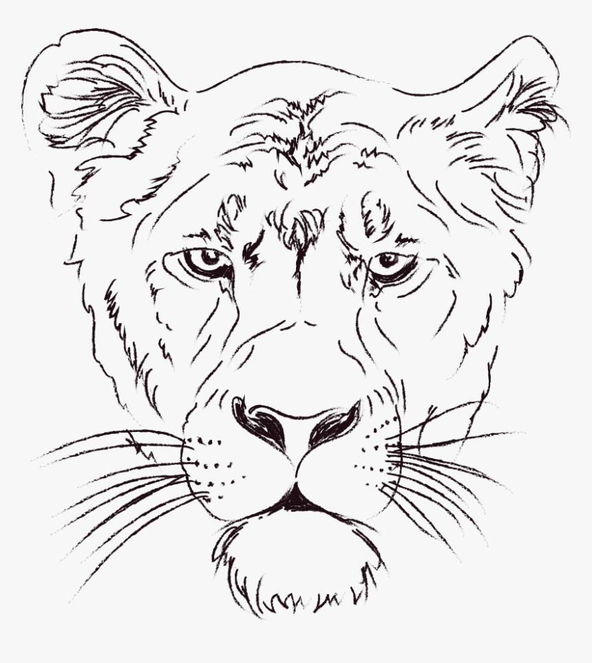 Lioness Clip Arts - Animal Face Line Art, HD Png Download, Free Download