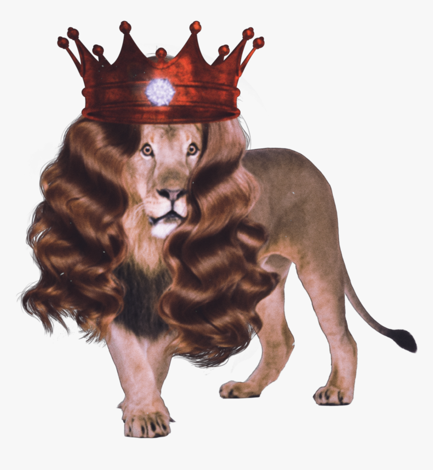 #sticker #lion #wig #crown #gem #jewl #lioness #england - Wild Animals And Their Homes, HD Png Download, Free Download