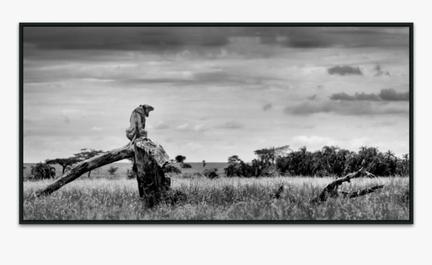 Kingdom Queen 2 - Monochrome, HD Png Download, Free Download