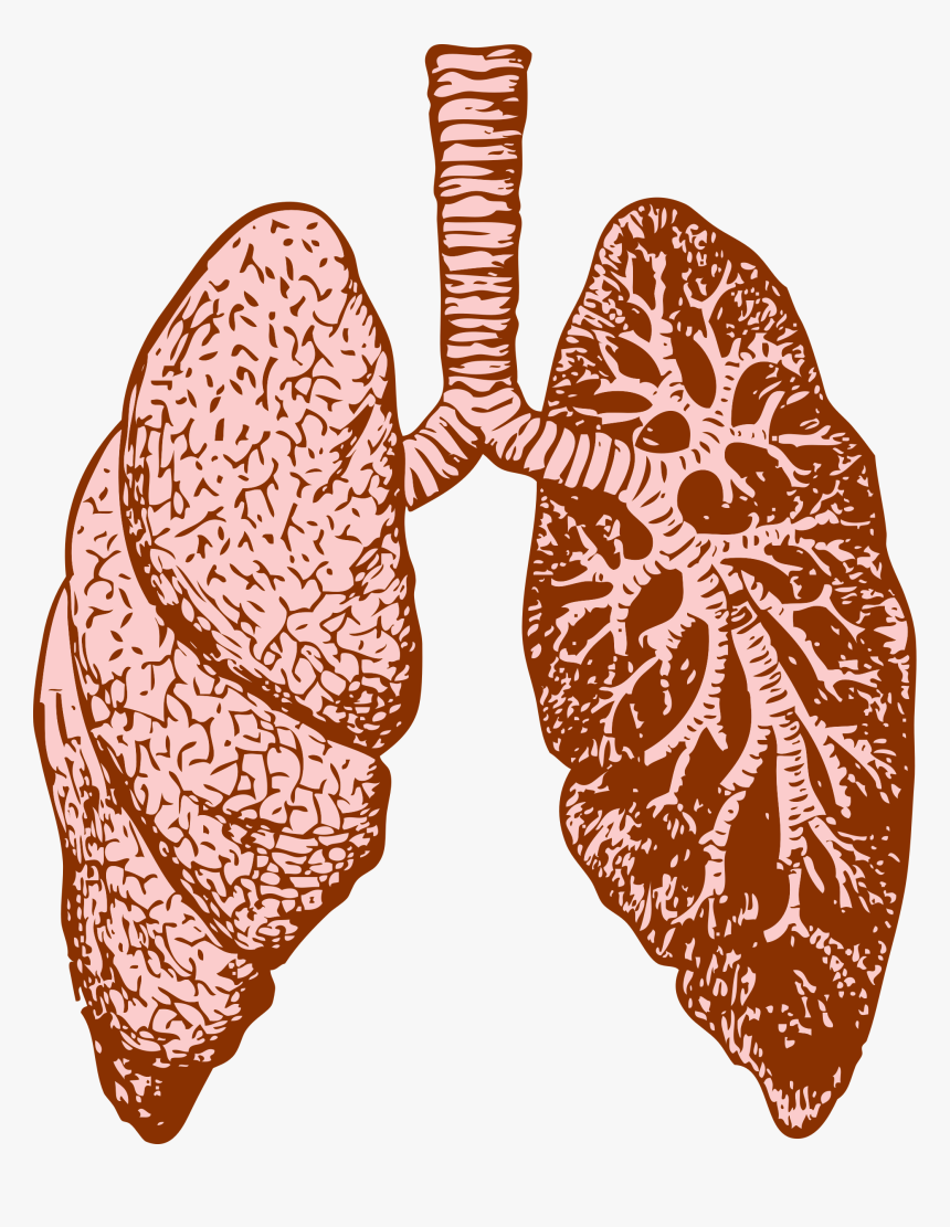 Lungs Clip Arts - Lung Png, Transparent Png, Free Download