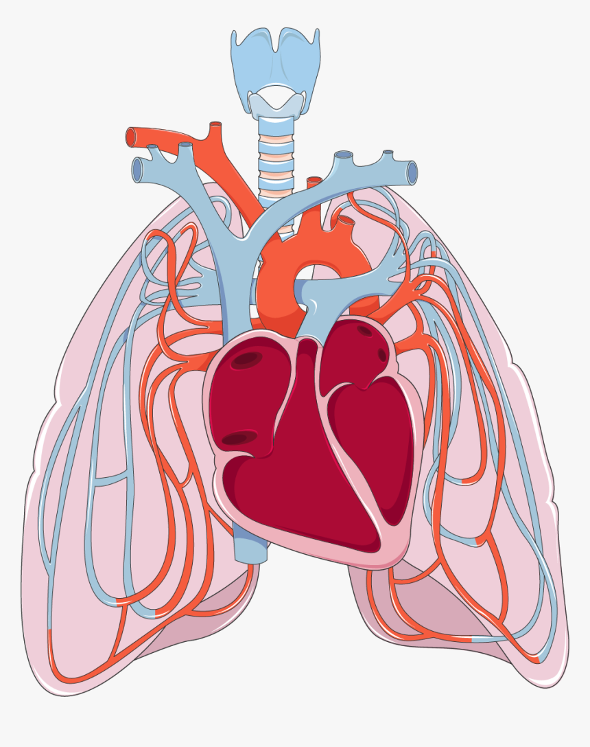 Jpg Download Clipart Pulmonary Circulation Cute Borders - Heart And Lungs Clipart, HD Png Download, Free Download