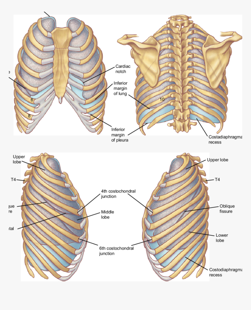 Surface Projections Of The Pleurae And Lungs - Surface Anatomy Of The Lung, HD Png Download, Free Download