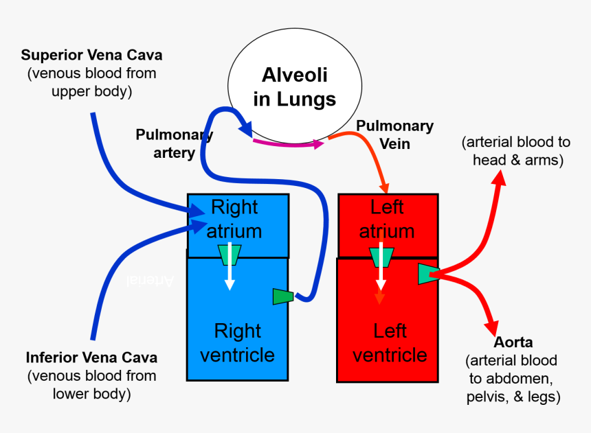 Oxygen Circulation In The Heart, HD Png Download, Free Download