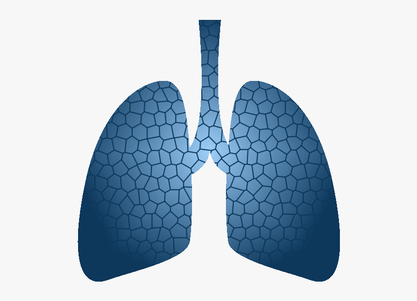 Lung Report Sample - Museo Soumaya, HD Png Download, Free Download