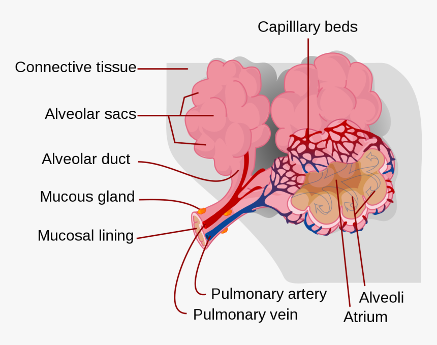 Important Diagrams Biology Class 12, HD Png Download, Free Download