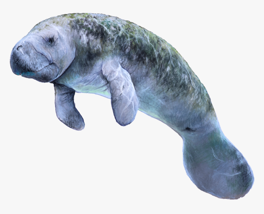 Dugong, HD Png Download, Free Download