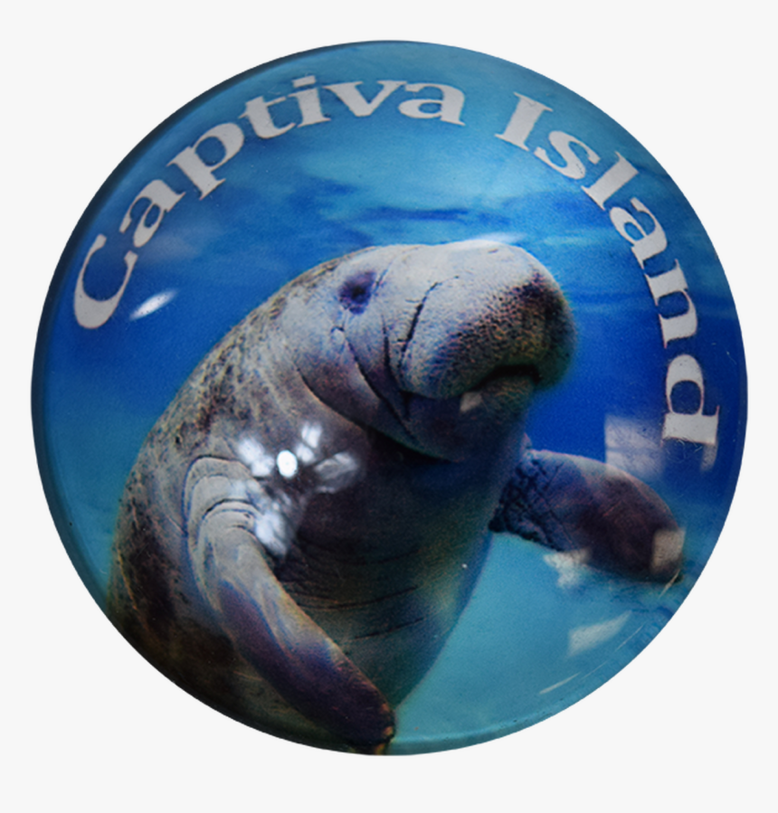 Captiva Island Manatee G1000-57 Glass Magnet 50mm, HD Png Download, Free Download