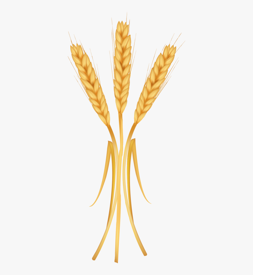 Wheat Flour Plant Png, Transparent Png, Free Download