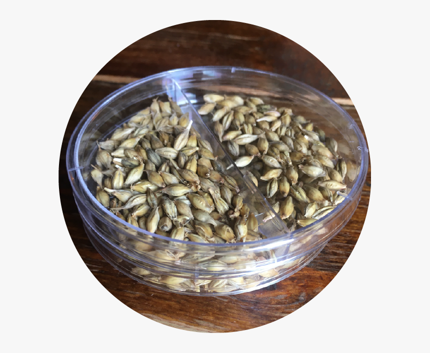 Sunflower Seed, HD Png Download, Free Download