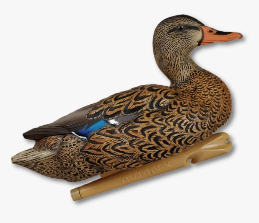 Blue Winged Teal, HD Png Download, Free Download