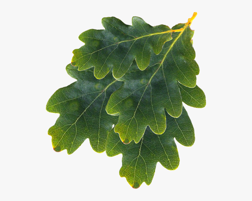 Gambel Oak, HD Png Download, Free Download