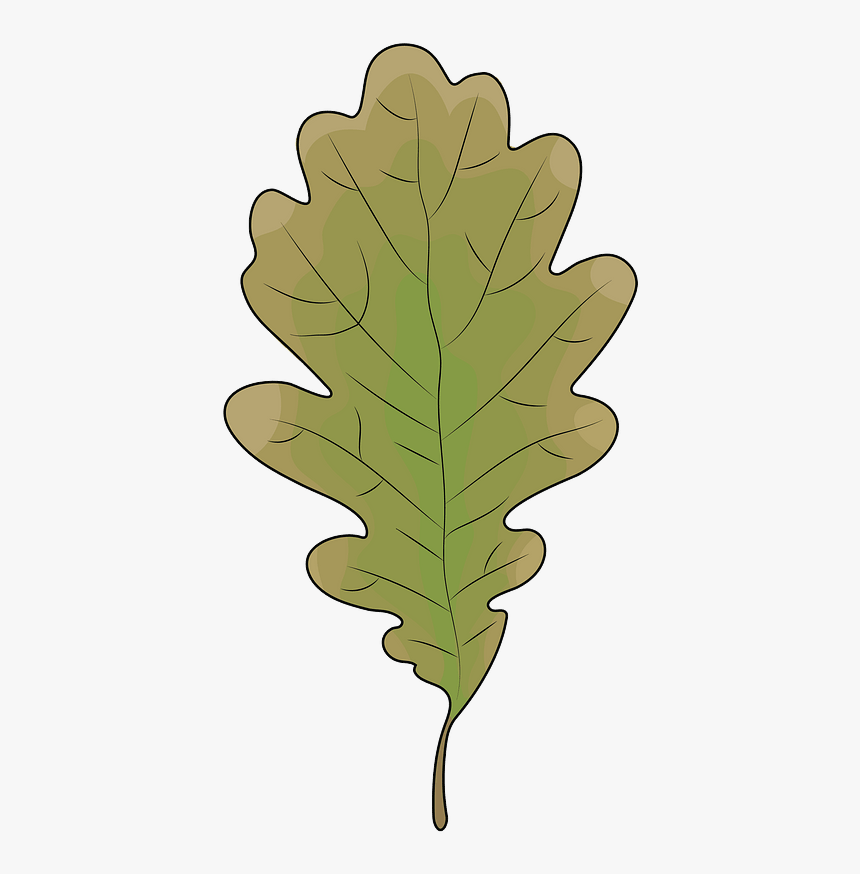 Oak Leaf Clipart - Illustration, HD Png Download, Free Download