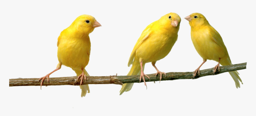 Thumb Image - Canary Png, Transparent Png, Free Download