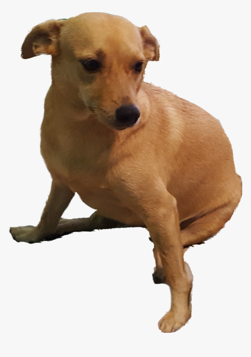 Companion Dog, HD Png Download, Free Download