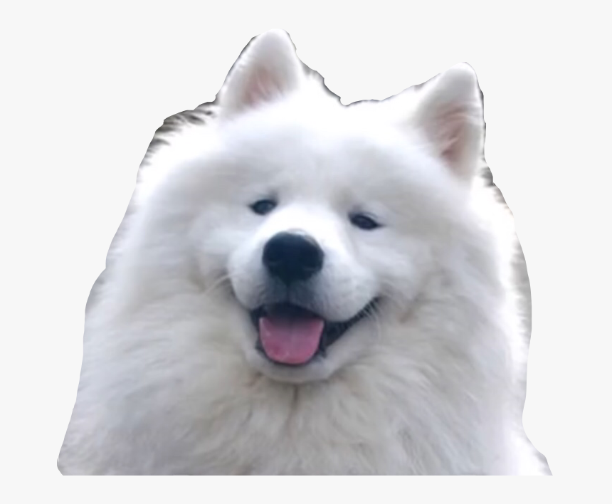 #shoob #doggo #meme #shibenation #freetoedit - Samoyed Good Guard Dogs, HD Png Download, Free Download