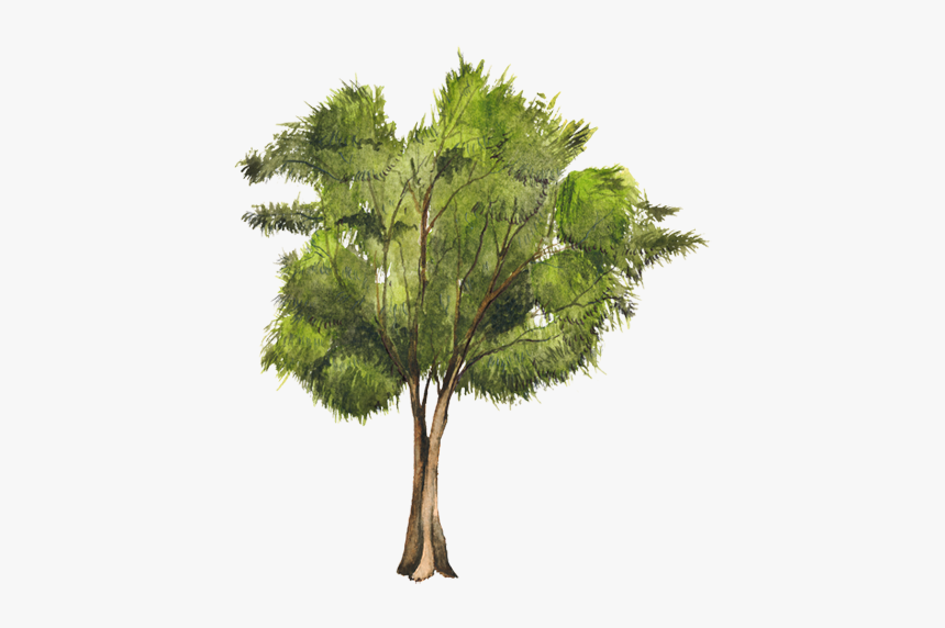 Casuarina Equisetifolia Png 1 » Png Image - Casuarina Equisetifolia Png, Transparent Png, Free Download