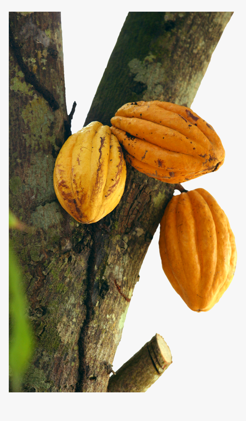 To Understand A Cocoa Product Flavor Profile Or A Cocoa - Cocoa Tree Png, Transparent Png, Free Download